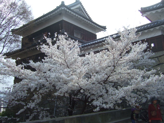 上田城跡公園の桜