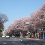 名古屋城の桜　正門前