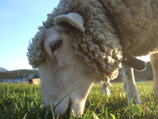 長門牧場の羊さん