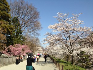 上田城　桜