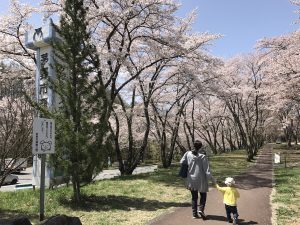 茅野市運動公園の桜