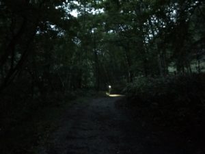 和田峠への林道