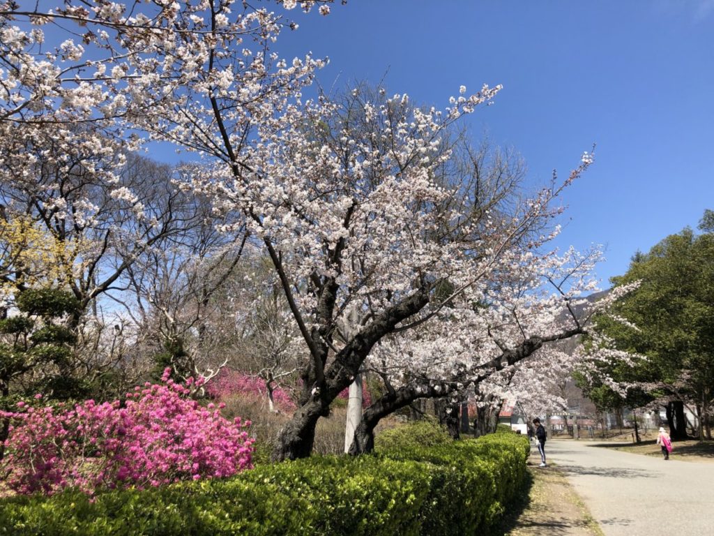 上田城　桜　2020年